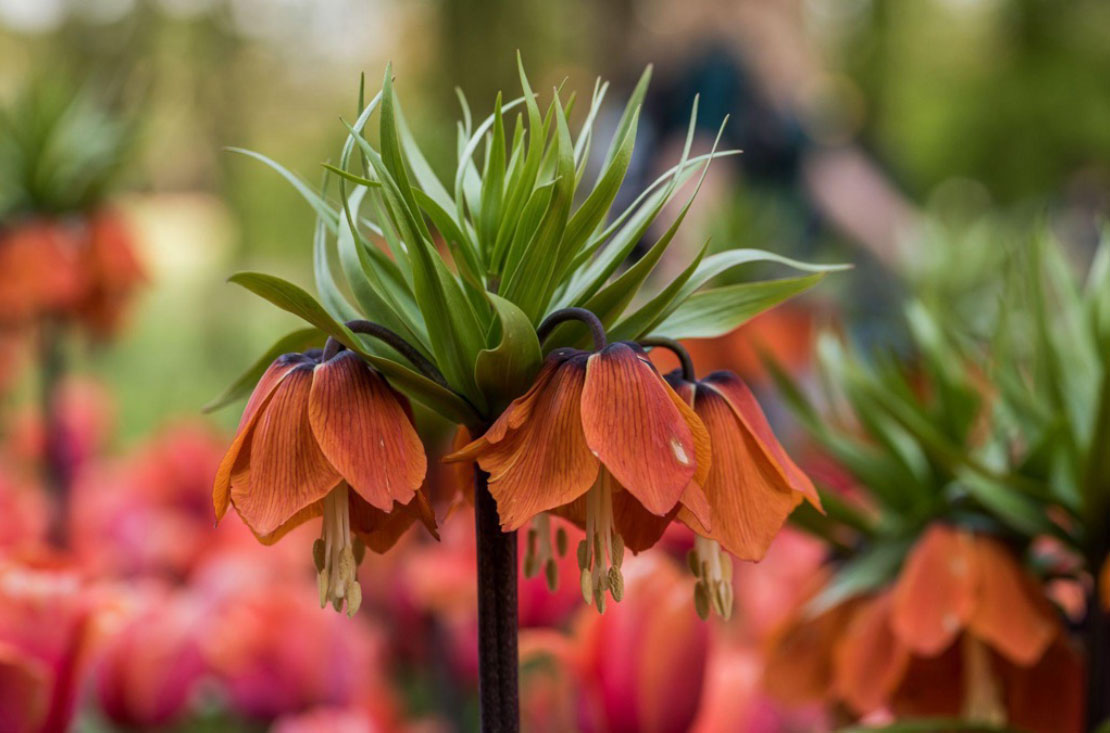 Рябчик императорский (Fritillaria imperialis): описание, посадка и уход