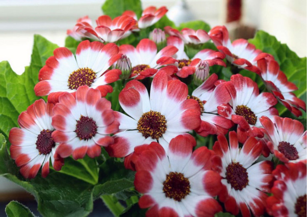 Цинерария изящная