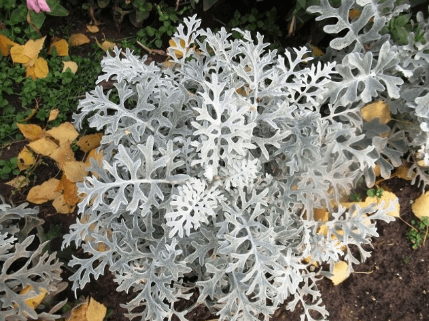 Цинерария – описание, виды, уход и фото