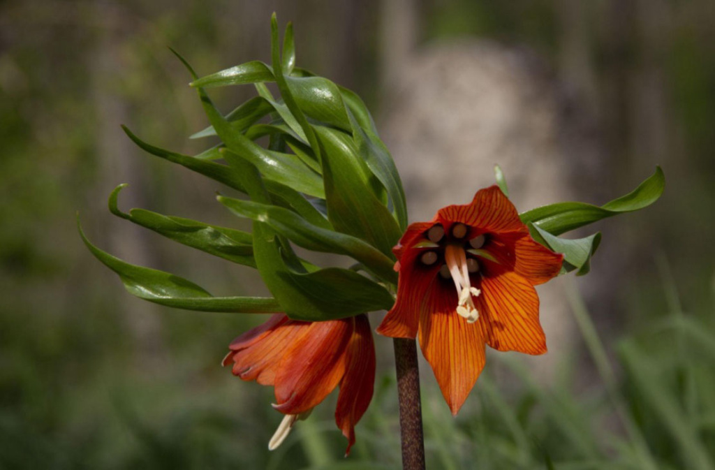 Рябчик императорский