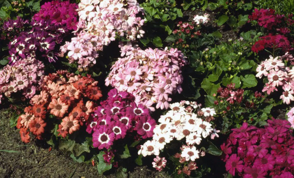 Цинерария кровавая