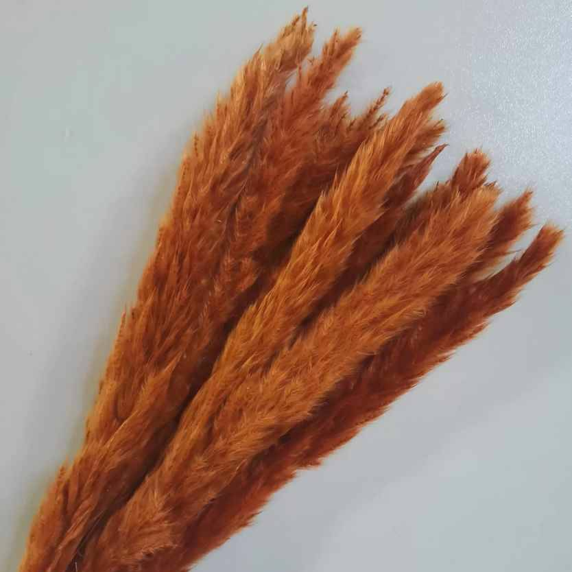 Cropped_Image (9).png