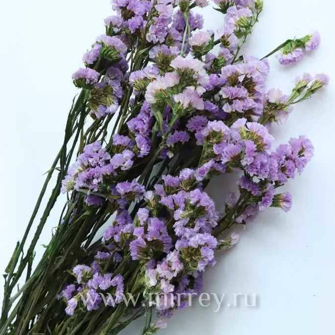 Cropped_Image (11).png