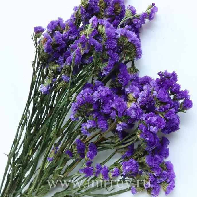 Cropped_Image (12).png