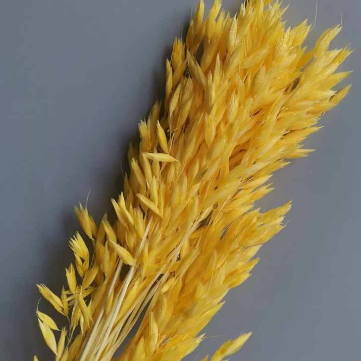Cropped_Image (16).png