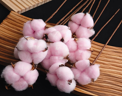 Сухоцвет "Хлопок" 10 шт./упак. нежно-розовый