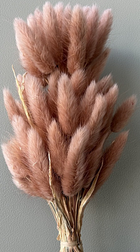 Сухоцвет "Лагурус", 60 шт в пучке, разм. цветка 5-7 см, светло-карамельный.