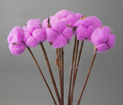 Сухоцвет "Хлопок" 10 шт./упак. Фуксия