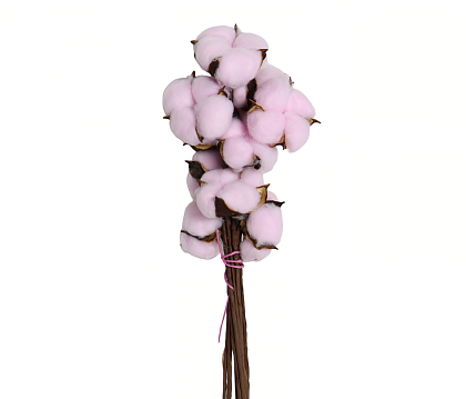 Сухоцвет "Хлопок" 10 шт./упак, Светло-розовый