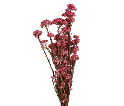 Сухоцвет "Рисовый цветок (Диосми)", длина 60-70 см, 3-5 веток/упак.,100 гр,  насыщенно-розовый