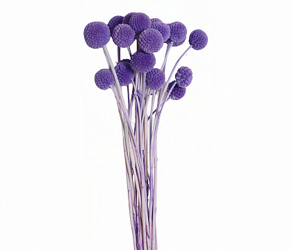 Сухоцвет "Краспедия", длина 60-70 см., размер шарика 2,0-2,5 см, 20 шт/упак., светло-сиреневый