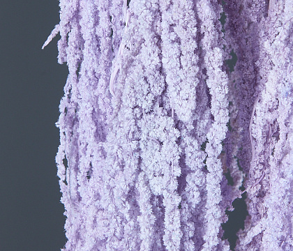 Сухоцвет "Амарантус", длина 70-100 см, сиреневый