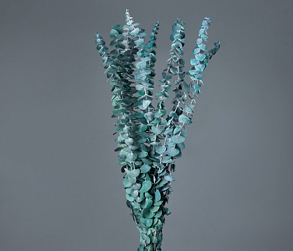 Сухоцвет "Эвкалипт Бэби Блю", длина 60-65 см, 10 шт./упак., пыльно-зеленый.