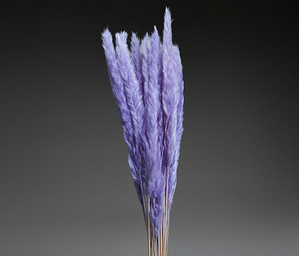 Сухоцвет "Камыш", длина 60-80 см, 15 шт/упак, светло-сиреневый