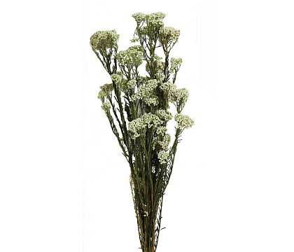 Сухоцвет "Рисовый цветок (Диосми)", длина 60-70 см, 3-5 веток/упак.,100 гр,  белый