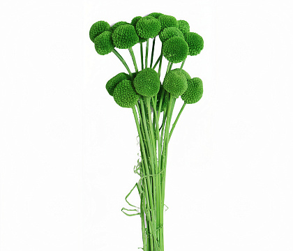 Сухоцвет "Краспедия", длина 60-70 см., размер шарика 2,0-2,5 см, 20 шт/упак., зеленый