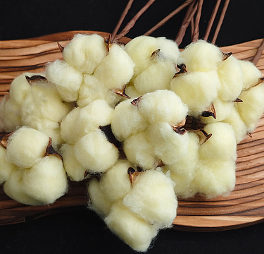 Сухоцвет "Хлопок" 10 шт./упак. нежно-лимонный