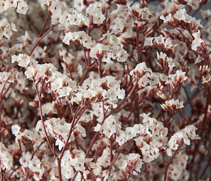 Сухоцвет "Каспия", 120 гр/упак., молочный