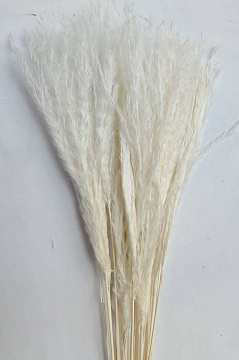 Сухоцвет "Пампас пушистый", длина цветка 60-70 см, белый.