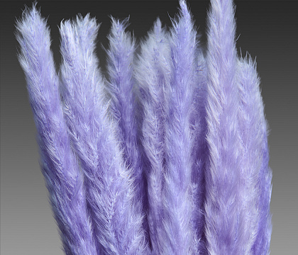 Сухоцвет "Камыш", длина 60-80 см, 15 шт/упак, светло-сиреневый