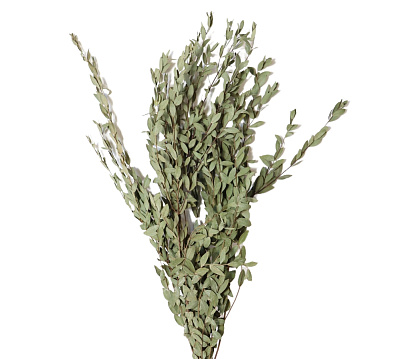 Сухоцвет "Эвкалипт Парви" длина 70-75 см, 100 гр/упак, натуральный