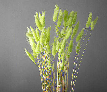 Сухоцвет "Лагурус", разм. цветка 5-7 см. 60 шт в пучке, разм. пучка. 60-70 см. сочное яблоко