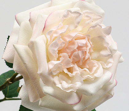 Цветок искусственный декоративный "Роза Остина", H65*D14 см., кремовый