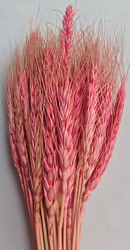 Сухоцвет "Пшеница", длина 60-70 см, 50-60 гр, 50 шт/упак., насыщенно-розовый.