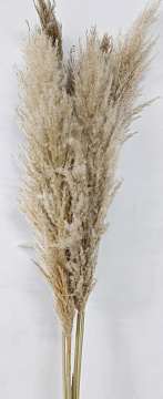 Сухоцвет "Пампас пушистый", длина цветка 60-70 см, натуральный.
