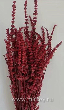 Сухоцвет "Лаванда" 70 гр. разм. пучка 50-60 см, бордовый