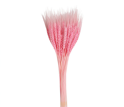 Сухоцвет "Пшеница", длина 60-70 см, 90 гр, 50 шт/упак., розовый