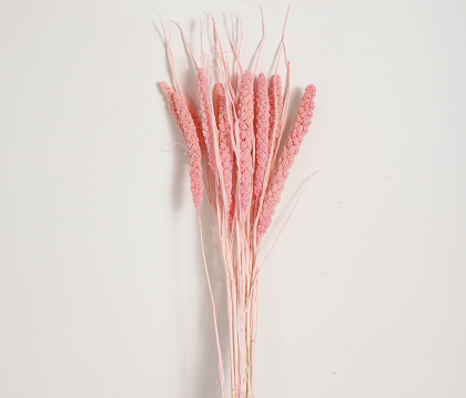 Сухоцвет "Сетария", длина 60-70 см., 10 шт./упак., светло-розовый