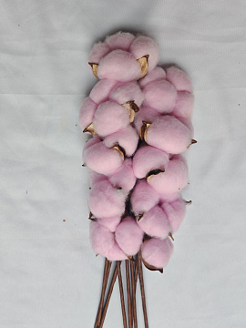 Сухоцвет "Хлопок" 10 шт./упак. нежно-розовый