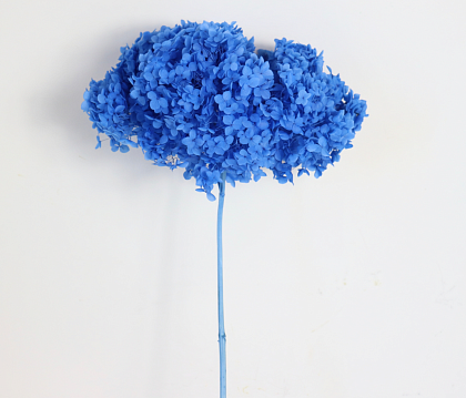 Сухоцвет "Гортензия" длина 60-70 см, диаметр цветка 20 см, 40-60 гр., голубой