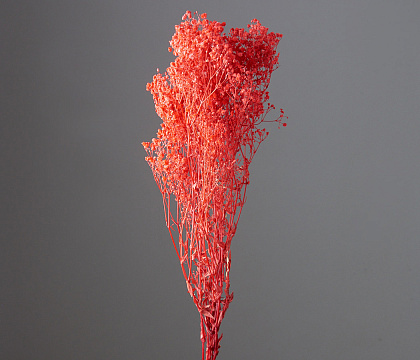 Сухоцвет "Гипсофила", длина 70-80 см, 120 гр/упак., сочный арбуз.