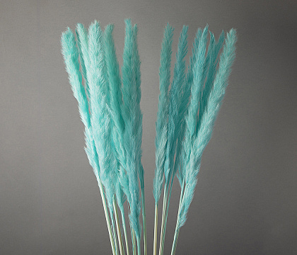 Сухоцвет "Камыш", длина 60-80 см, 15 шт/упак, тиффани.