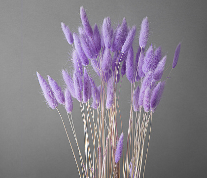Сухоцвет "Лагурус", разм. цветка 5-7 см. 60 шт в пучке, разм. пучка. 60-70 см.  Лавандово-аметистовый