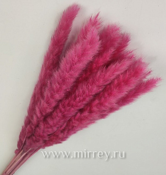  Сухоцвет "Камыш", длина 60-80 см, 15 шт/упак, фуксия.