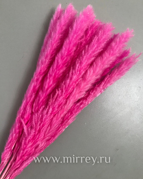Сухоцвет "Камыш", длина 60-80 см, 15 шт/упак.фуксия