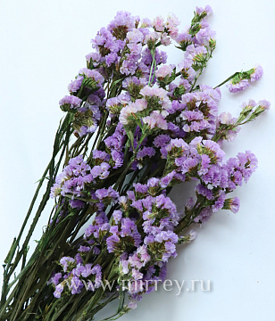  Сухоцвет "Статица", длина 60-70 см, 3-5 веток/упак., 100-120 гр, св. сиреневый