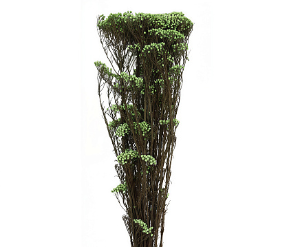 Сухоцвет "Рисовый цветок (Диосми)", длина 60-70 см, 3-5 веток/упак.,100 гр,  светло-зеленый