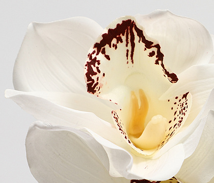 Букет искусственный декоративный "Орхидеи": 4 стебля, 24,5 см., белый