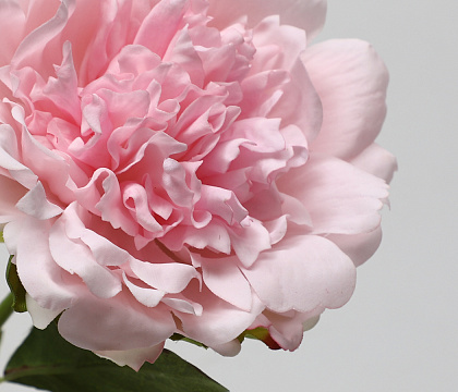 Цветок искусственный декоративный "Пион", H56*D14 см., розовый