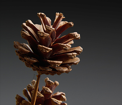 Сосновые шишки 5-7 см (5 шт) на вставке, 60 см, натуральный