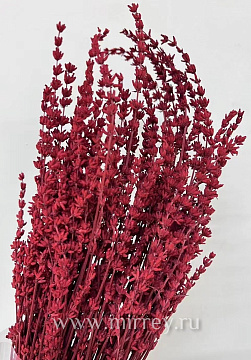 Сухоцвет "Лаванда" 70 гр. разм. пучка 50-60 см, бордовый