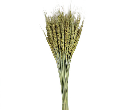 Сухоцвет "Пшеница", длина 60-70 см, 90 гр, 50 шт/упак., натуральный