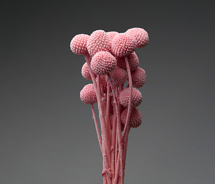 Сухоцвет "Краспедия", длина 60-70 см, размер шарика 2,0-2,5 см, 20 шт/упак., розовый