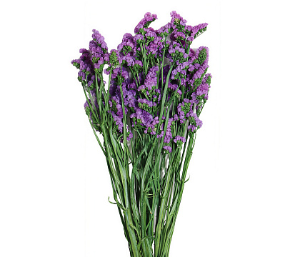 Сухоцвет "Статица", 120 гр/упак. сиреневый