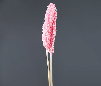 Сухоцвет "Сорго", длина 70-80 см. 130-180 гр./упак. насыщ.розовый