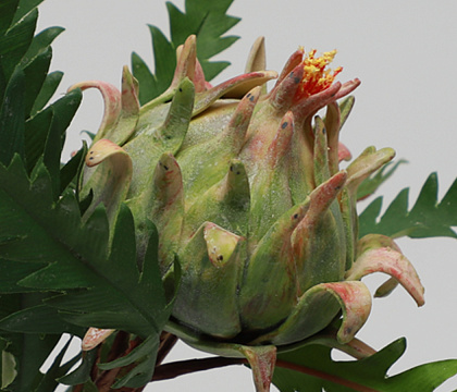 Цветок искусственный декоративный "Артишок", H52*D10*8 см., зеленый